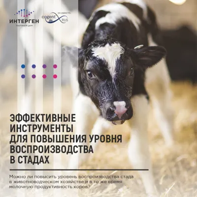 Эффективные инструменты для повышения уровня воспроизводства в стадах