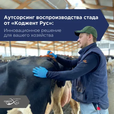 Аутсорсинг воспроизводства стада от "Коджент Рус": инновационное решение для вашего хозяйства