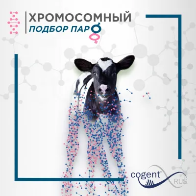 Хромосомный подбор пар™: Инновация в управлении стадом