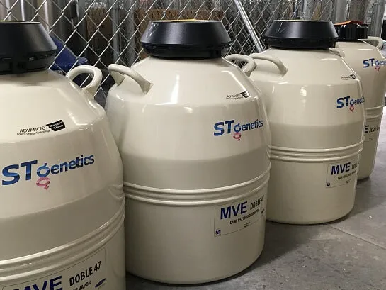 Отбор и оценка скота