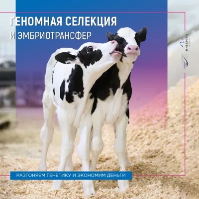 Геномная селекция и эмбриотрансфер: разгоняем генетику и экономим деньги
