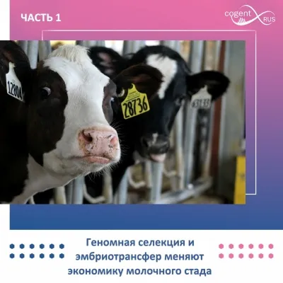 Технология роста: геномная селекция и эмбриотрансфер меняют экономику молочного стада (часть 1)