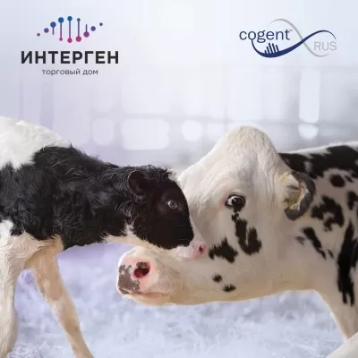 Сексированное семя быков российского производства открывает новые горизонты для молочного животноводства
